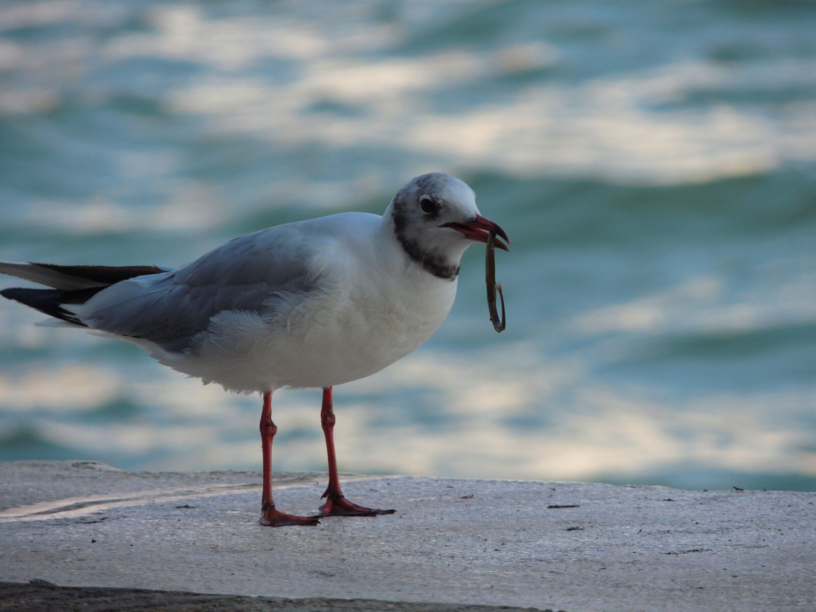 Nikon Coolpix P510 sample photo. Sea, water, fishing photography