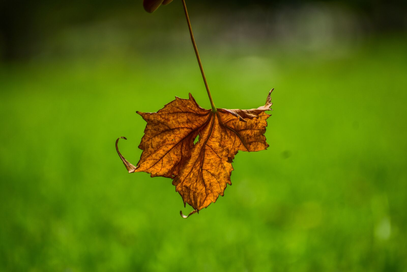 Nikon D3400 sample photo. Dry leaf, end, yellow photography