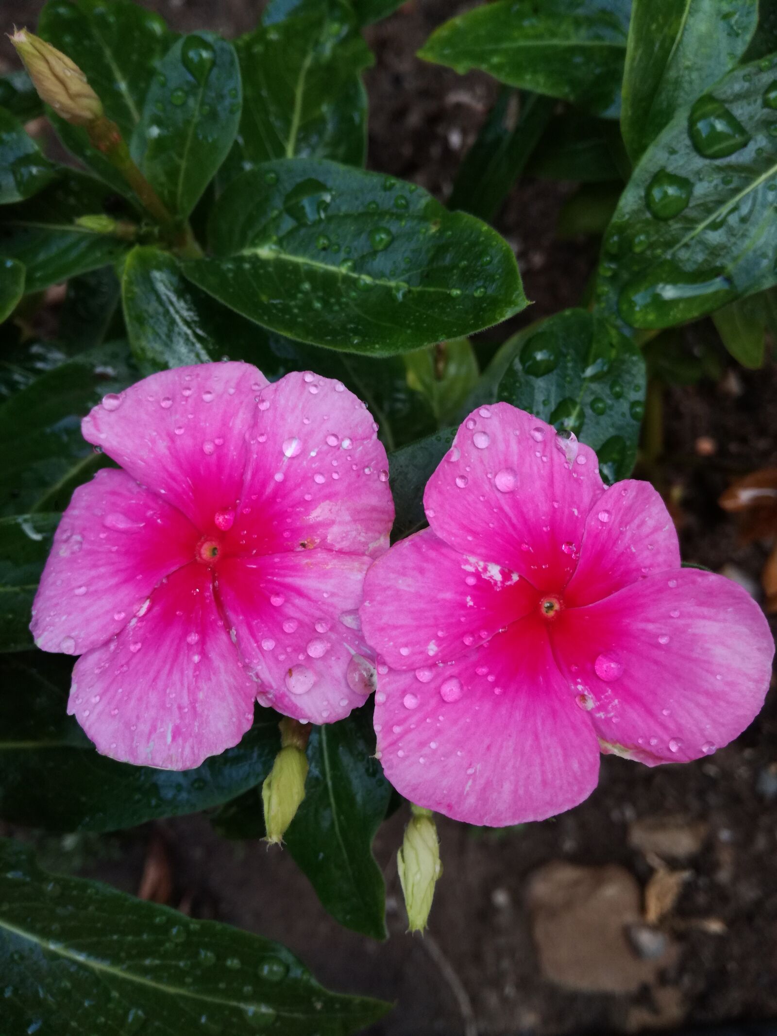 HUAWEI P9 LITE sample photo. Flower, garden, flowers photography