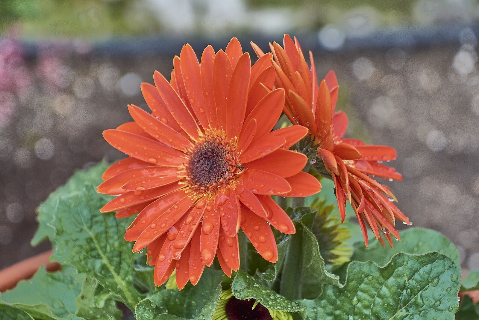 Nikon D7200 sample photo. Flower, nature, plant photography
