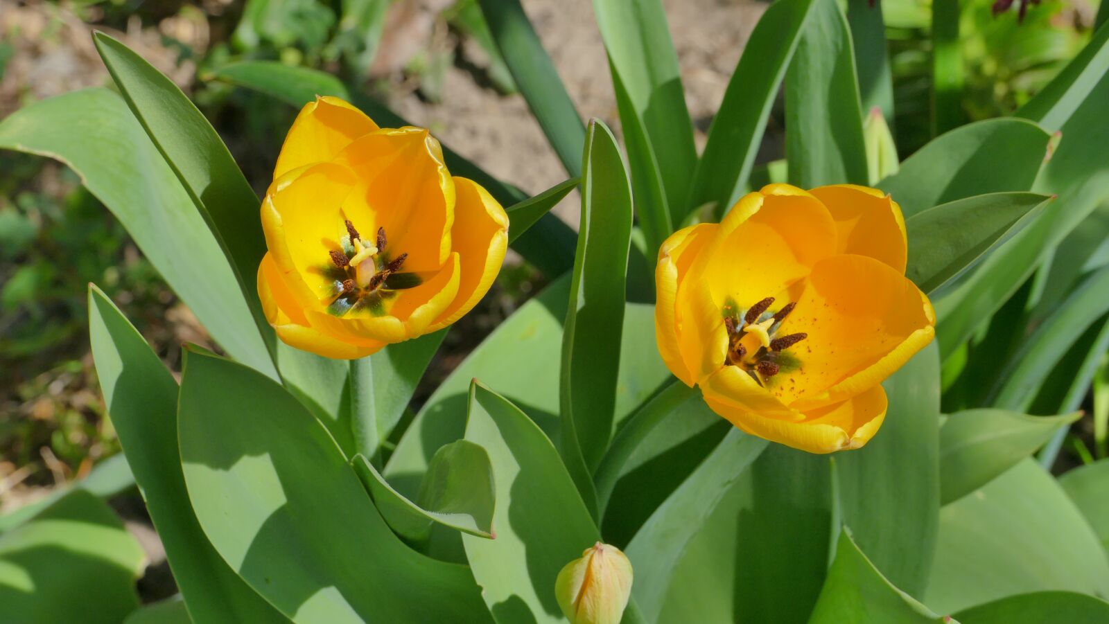 Panasonic Lumix DMC-FZ1000 sample photo. Tulips, flowers, yellow photography