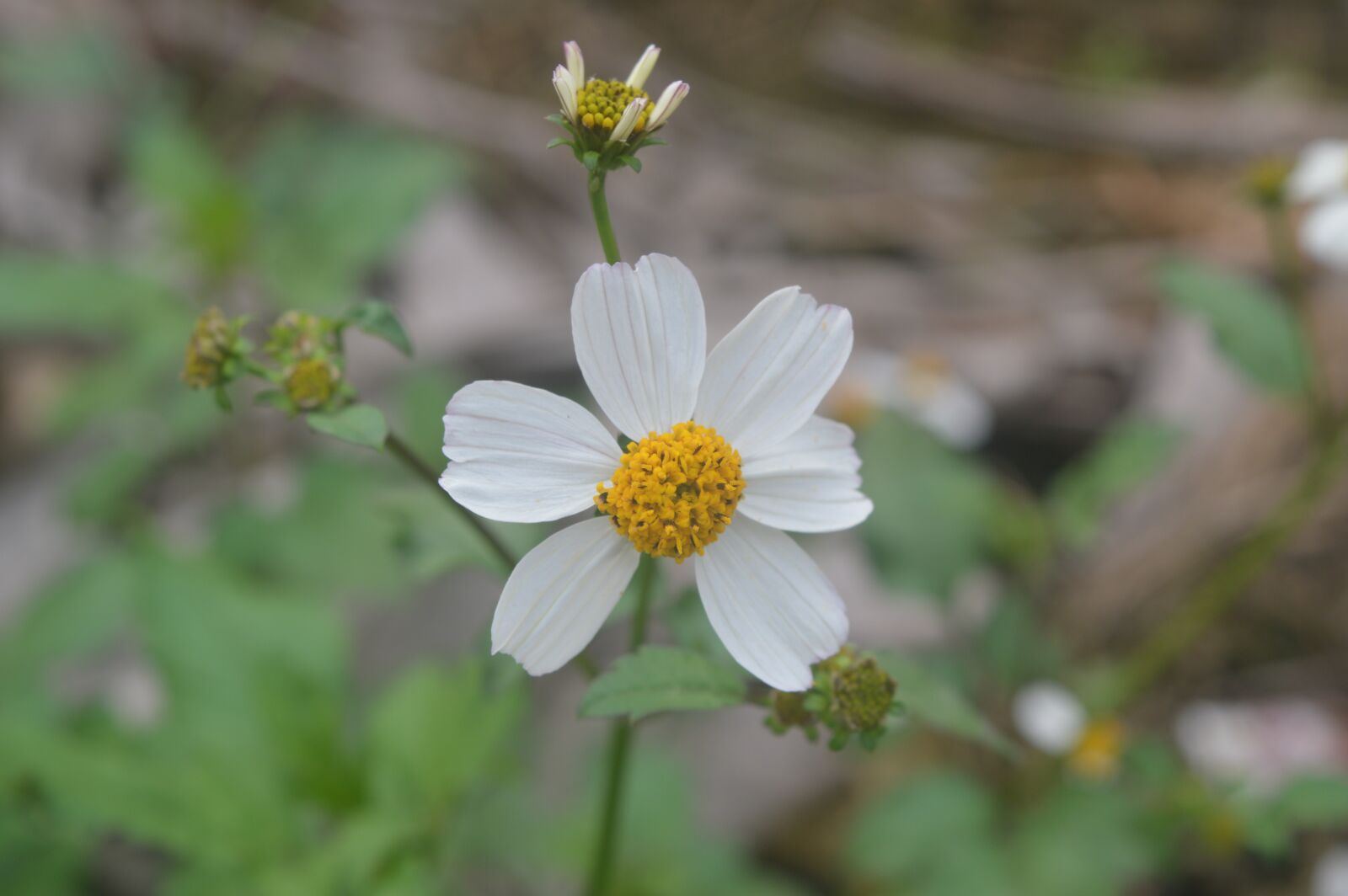 Nikon D3200 sample photo. Flower, white, yellow photography