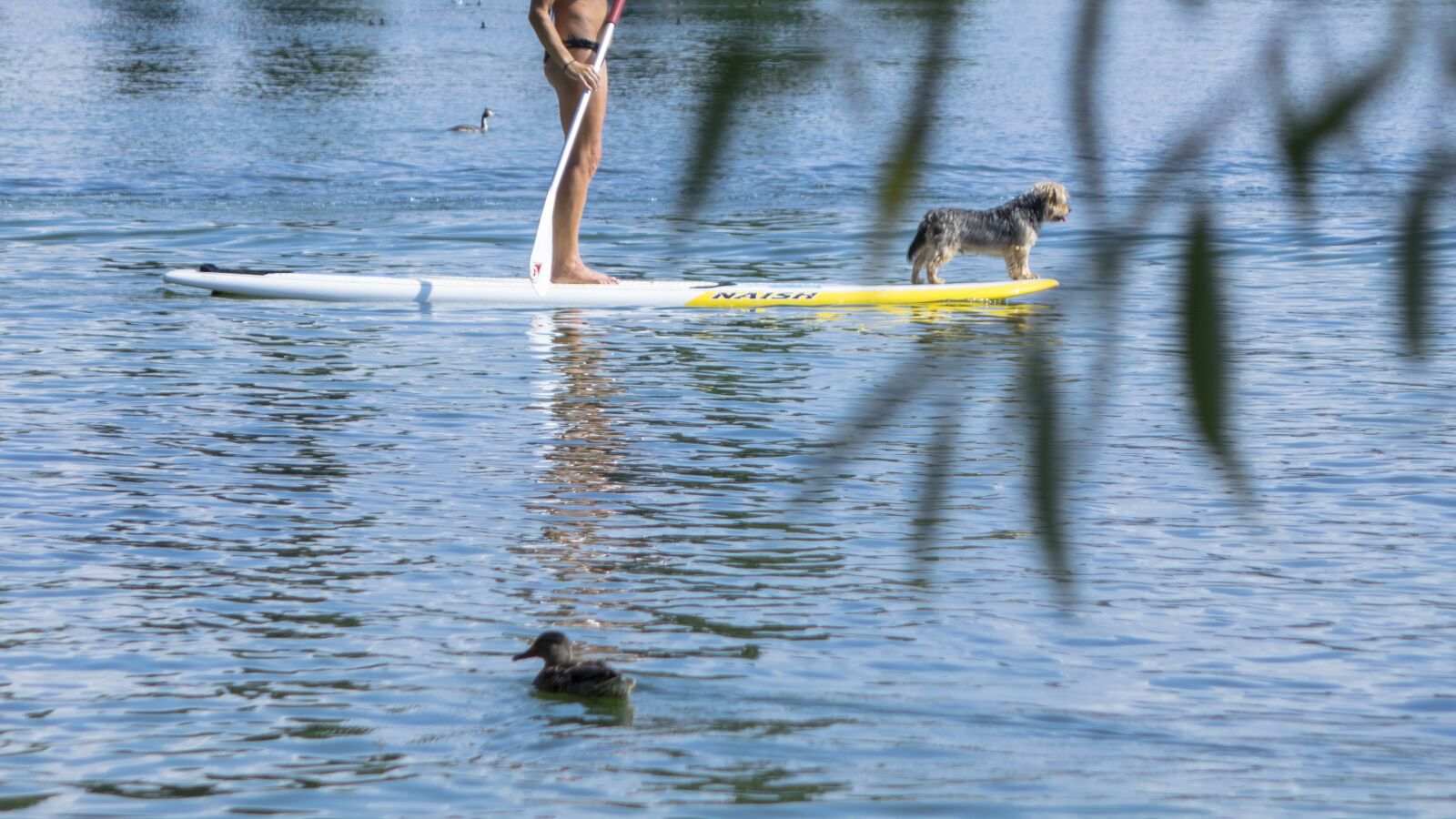 Sony Cyber-shot DSC-RX10 II sample photo. Stand up paddle, water photography