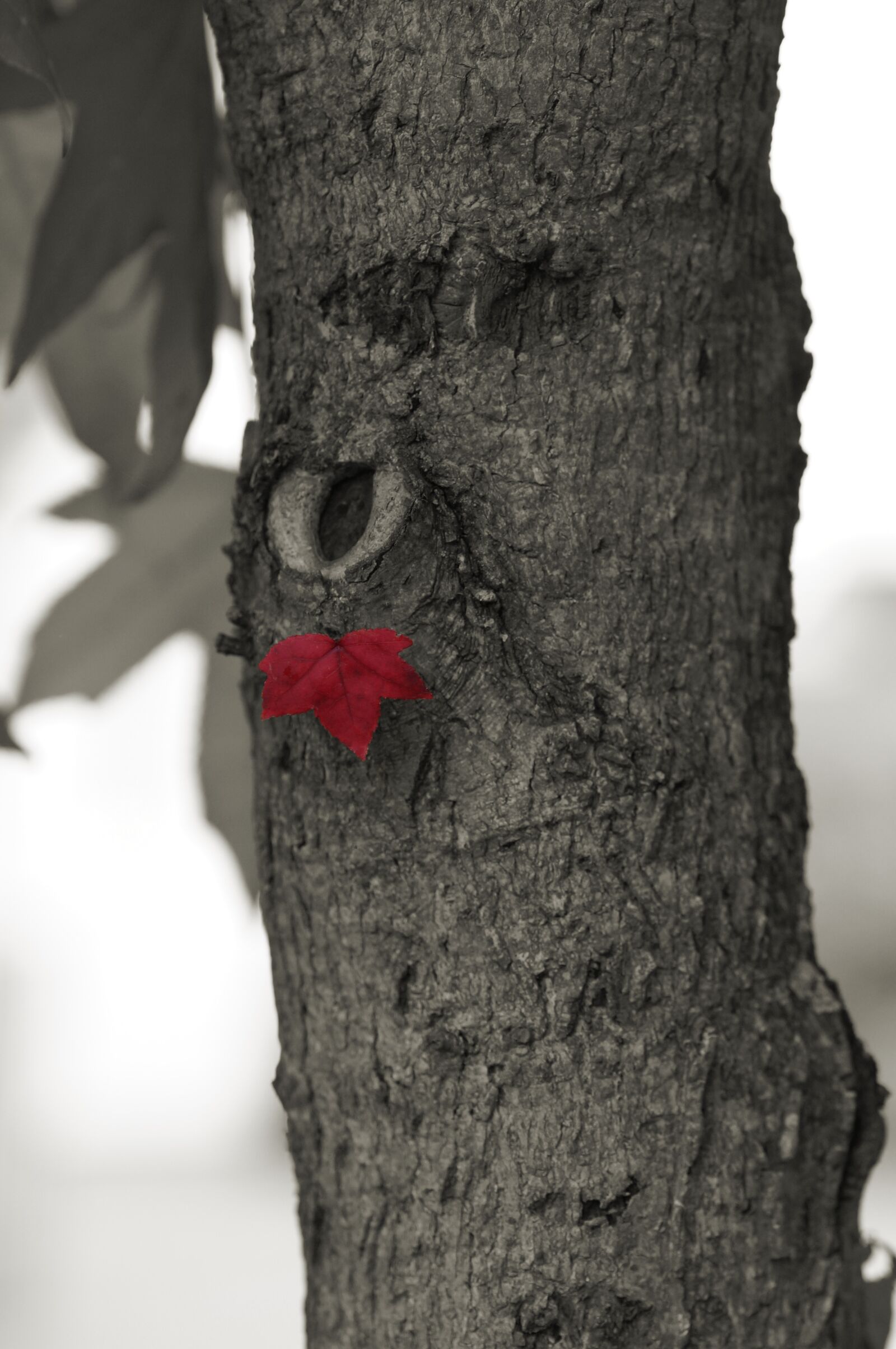 Sony SLT-A57 sample photo. Tree, leaf, red photography