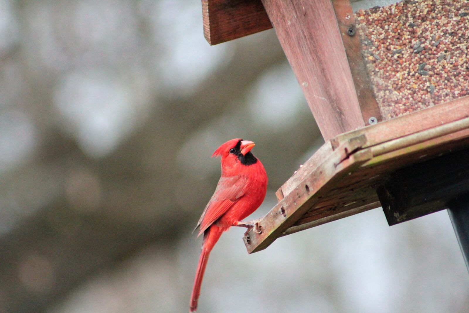 Canon EOS 550D (EOS Rebel T2i / EOS Kiss X4) sample photo. Nature, outdoors, bird photography