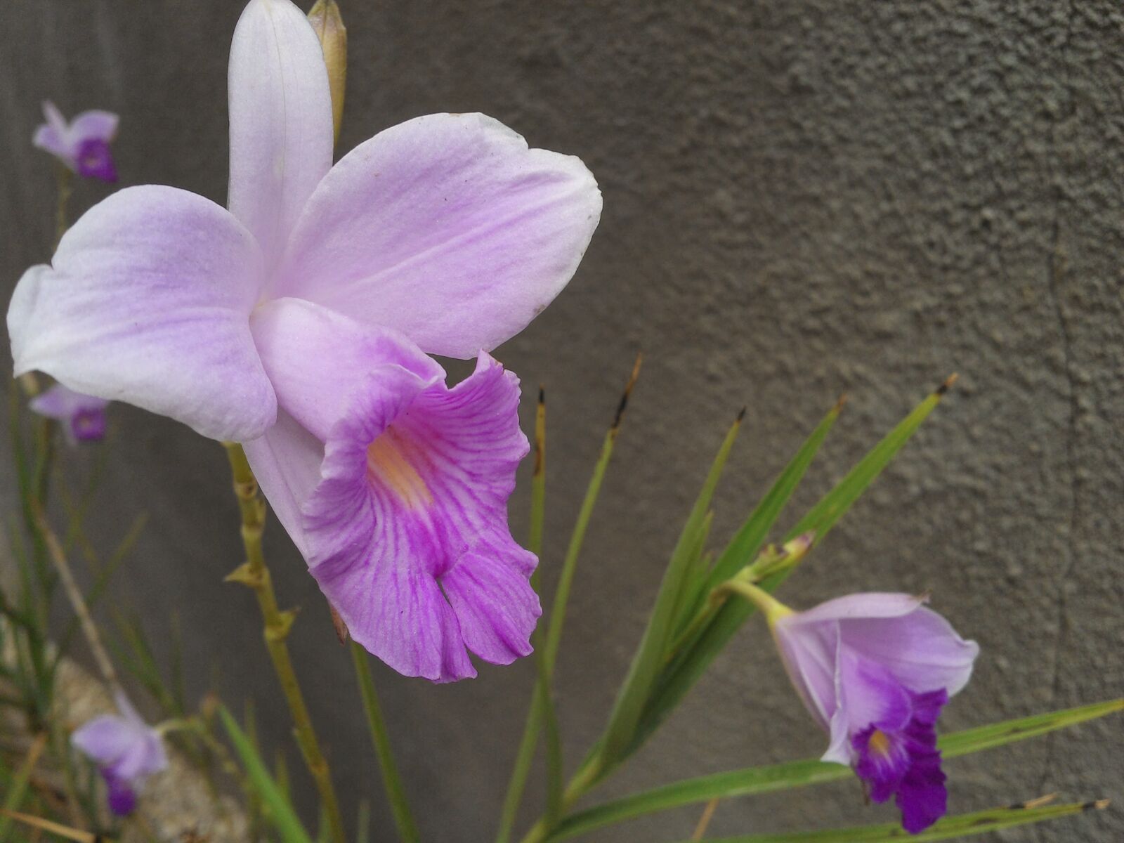 Motorola RAZR i sample photo. Flor, orquídea, flower photography