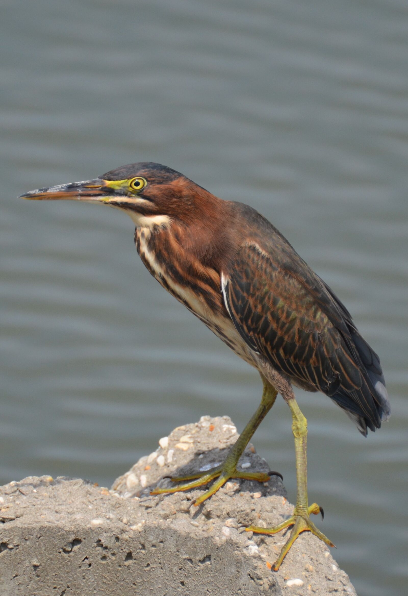 Nikon D5100 sample photo. Bird, sea, sea ​​bird photography