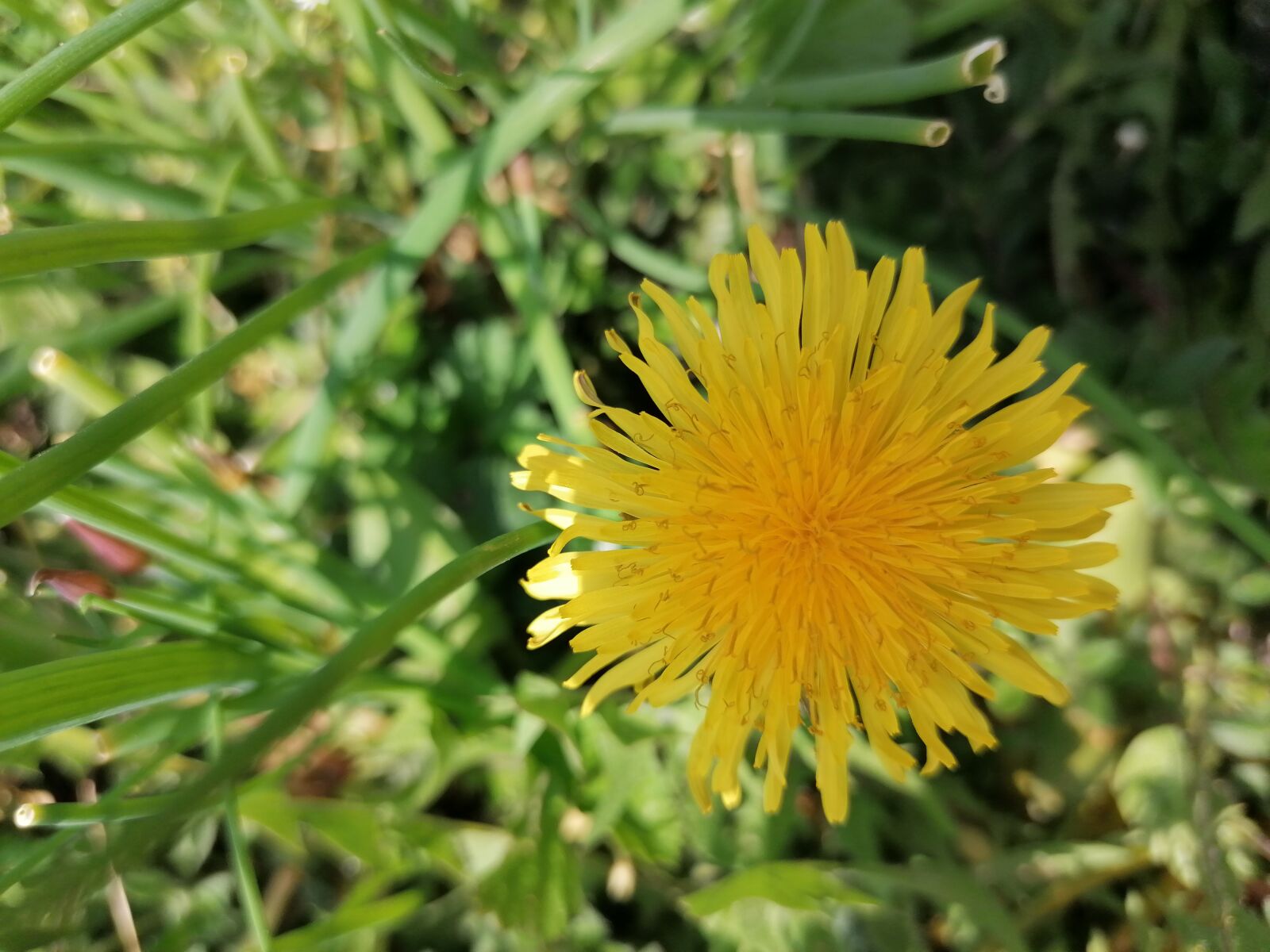 HUAWEI P30 LITE sample photo. Blossom, bloom, yellow photography
