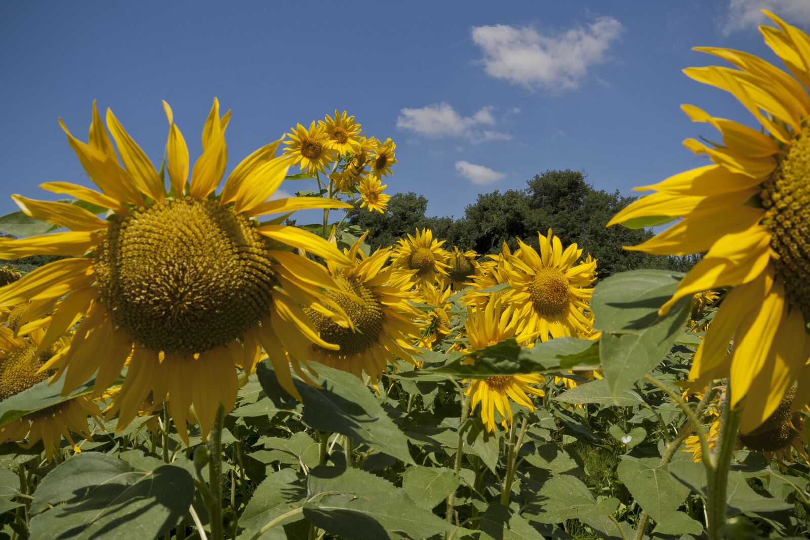 Canon EOS 1000D (EOS Digital Rebel XS / EOS Kiss F) sample photo. Sunflower, landscape, sunny photography