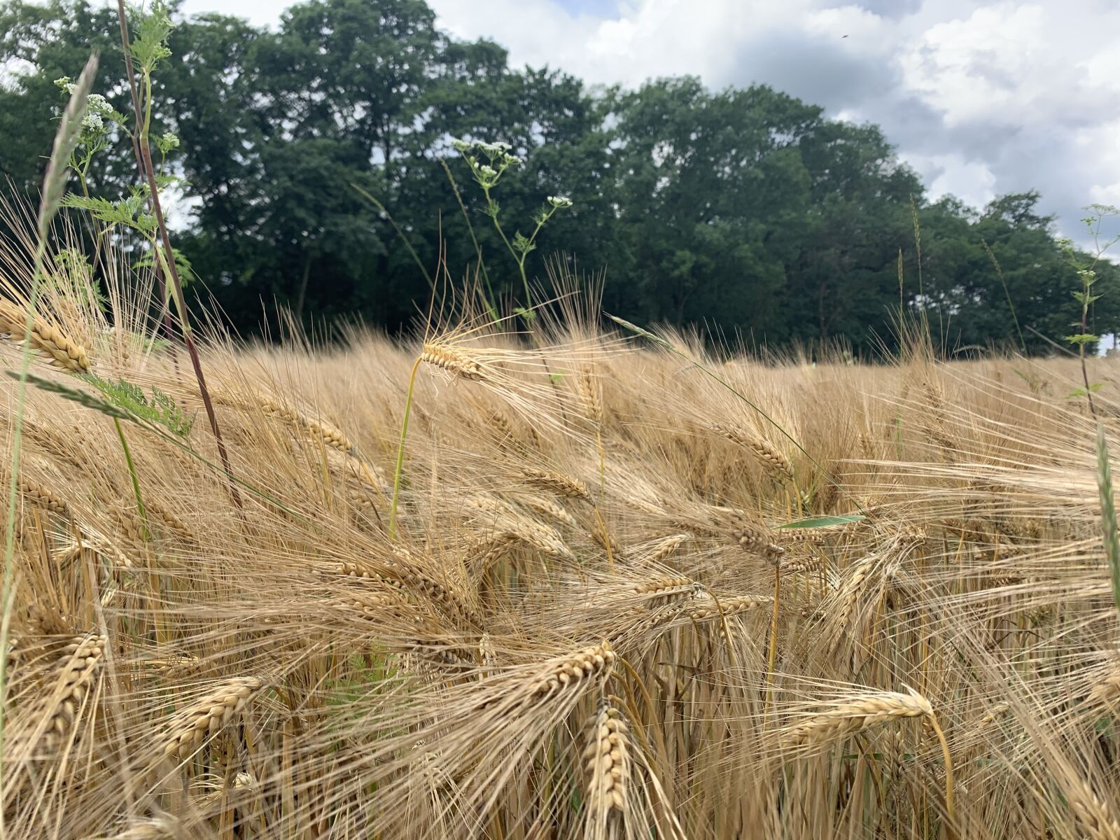 Apple iPhone XR sample photo. Nature, ears, corn photography