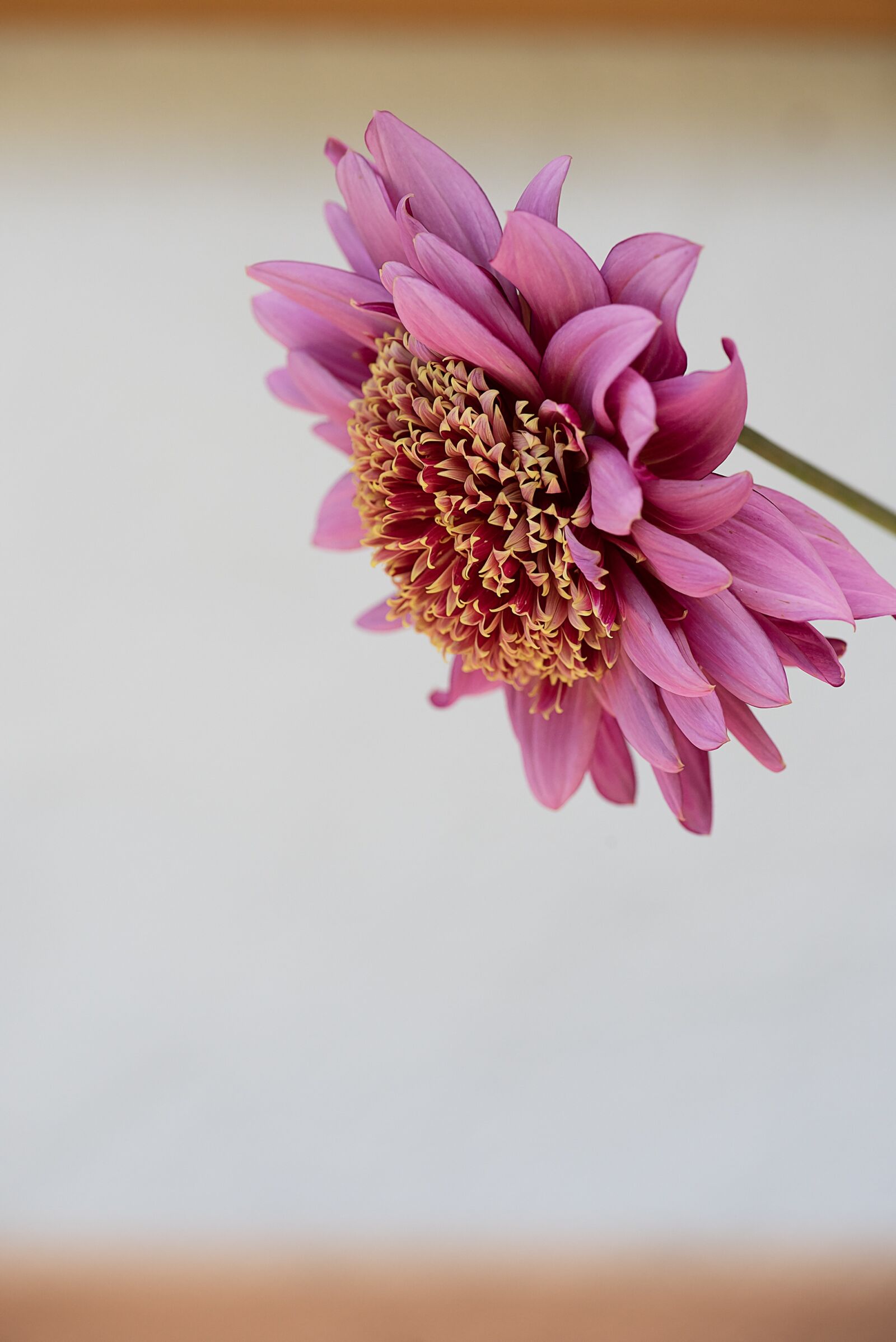 Nikon D750 sample photo. Flower, plant, pink photography
