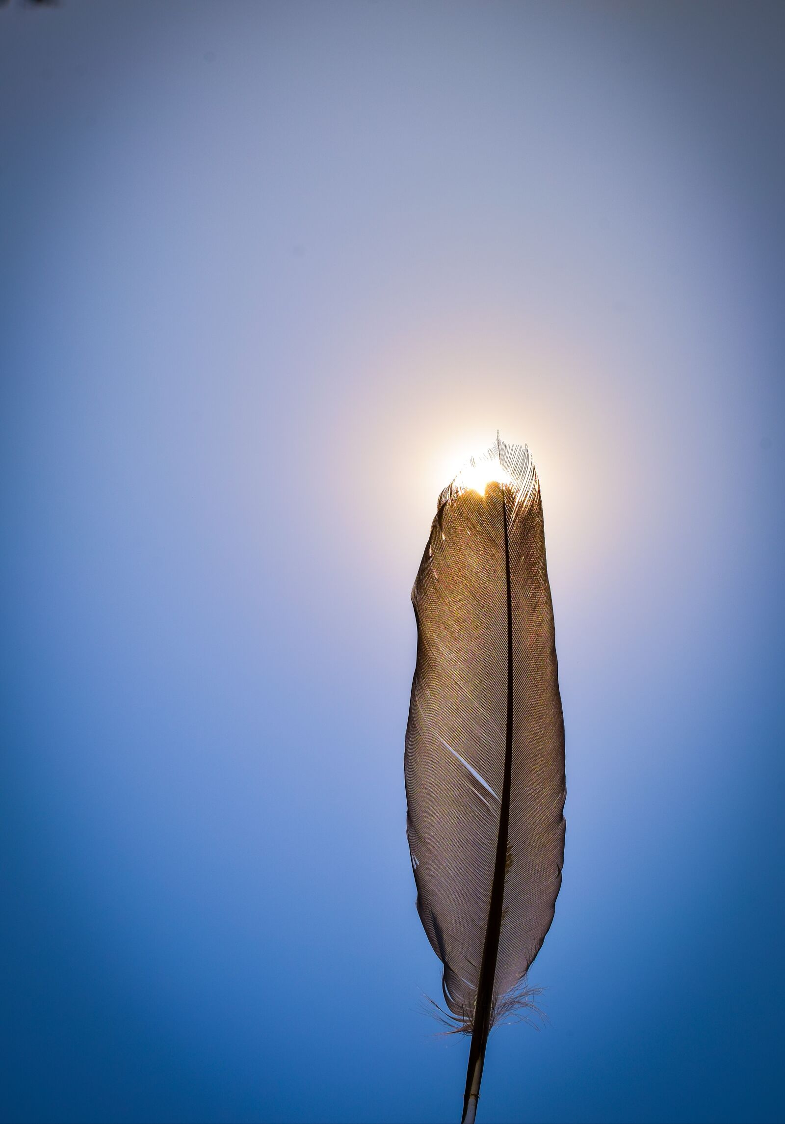 Nikon D3300 sample photo. Sun flare, hd, nature photography