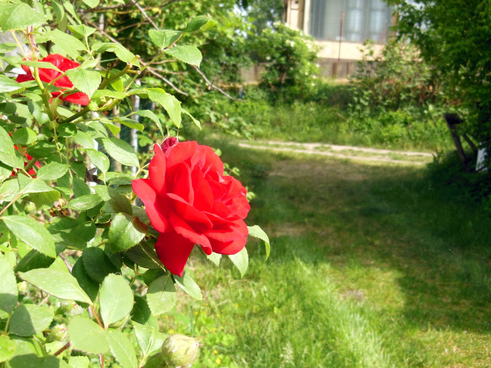 Nikon Coolpix S9300 sample photo. Hungary, garden, rose photography