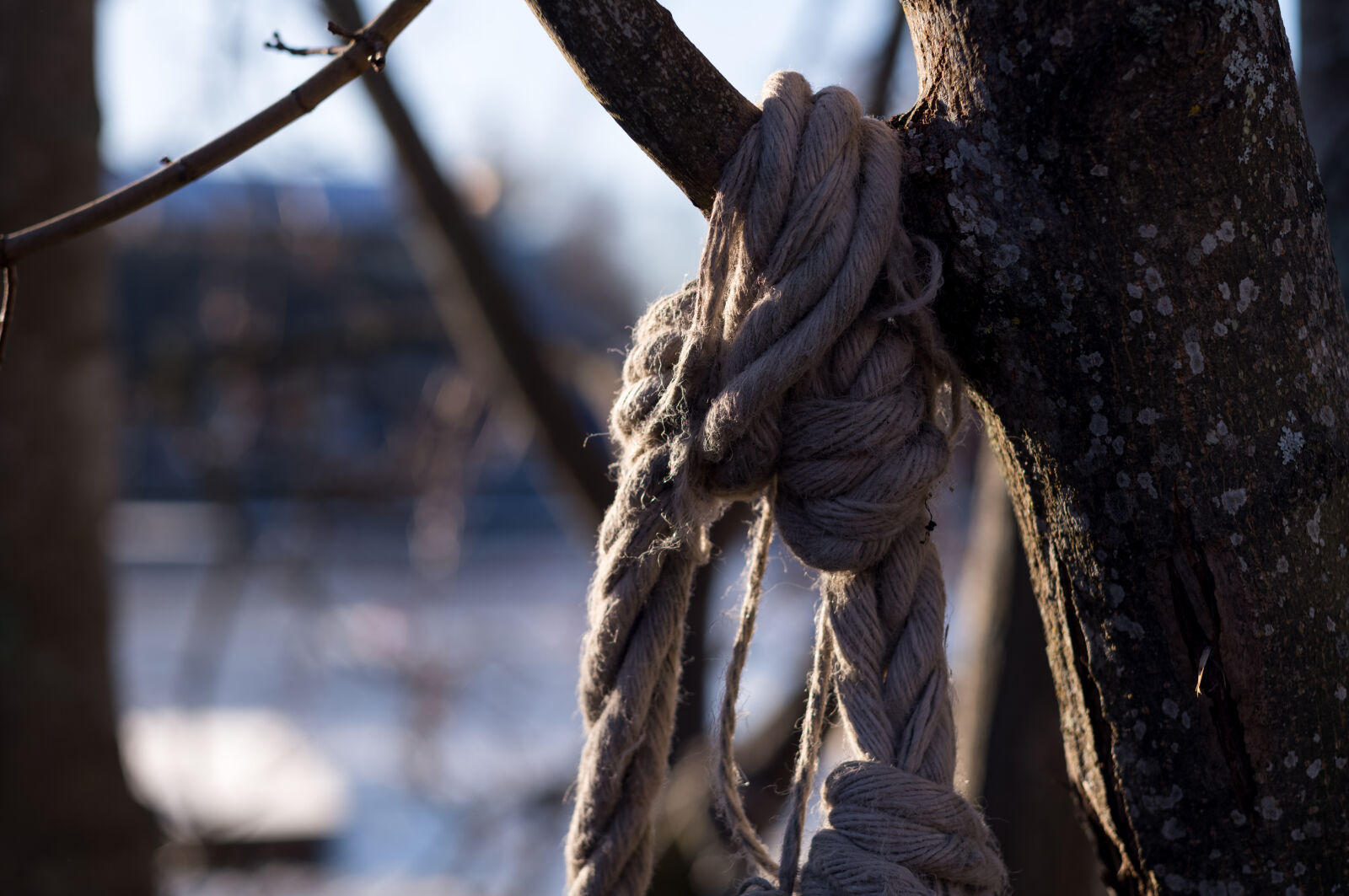 Leica M11 sample photo. Old rope tree photography