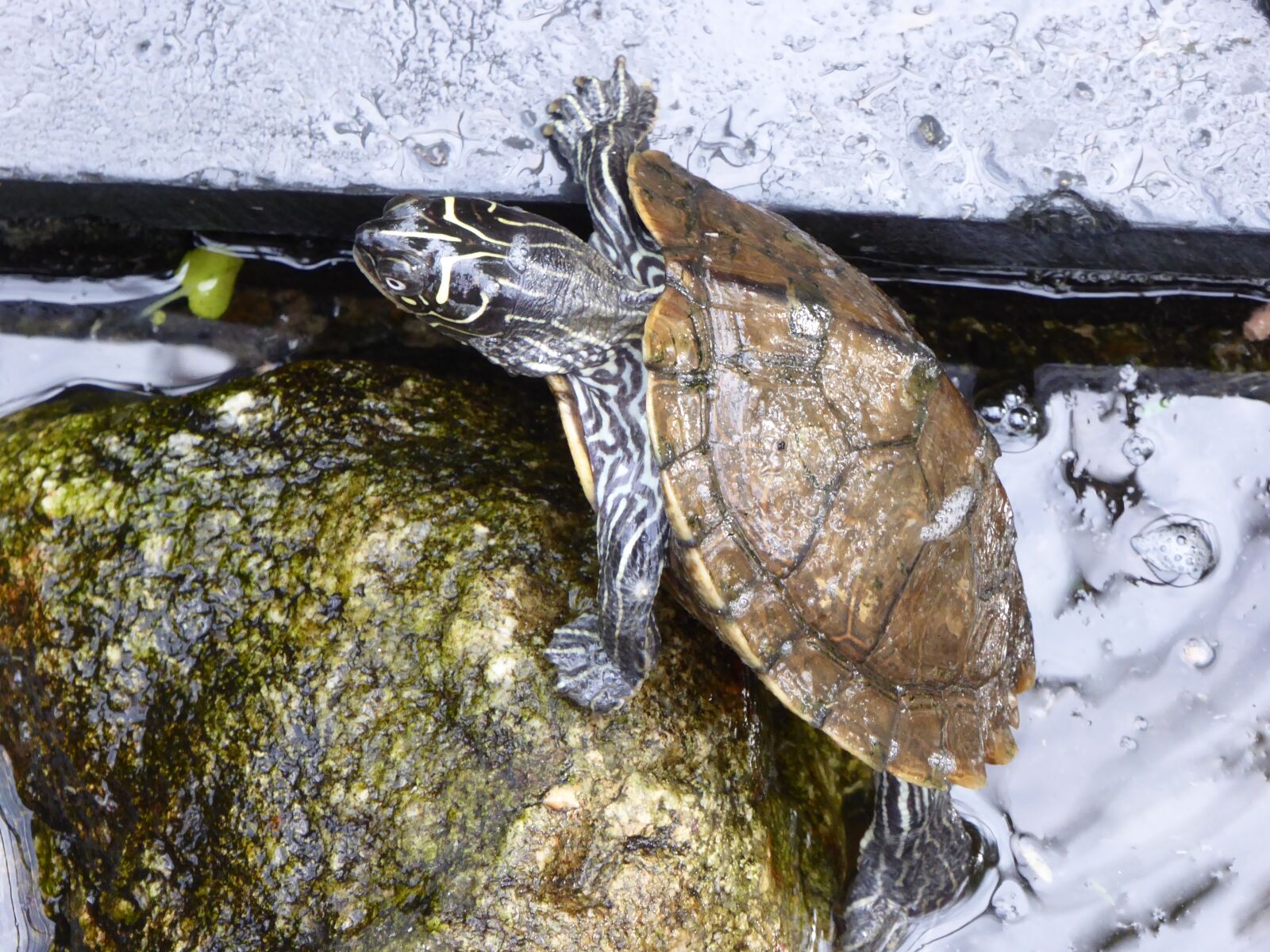 Panasonic DMC-TZ61 sample photo. Water turtle, climb, stone photography