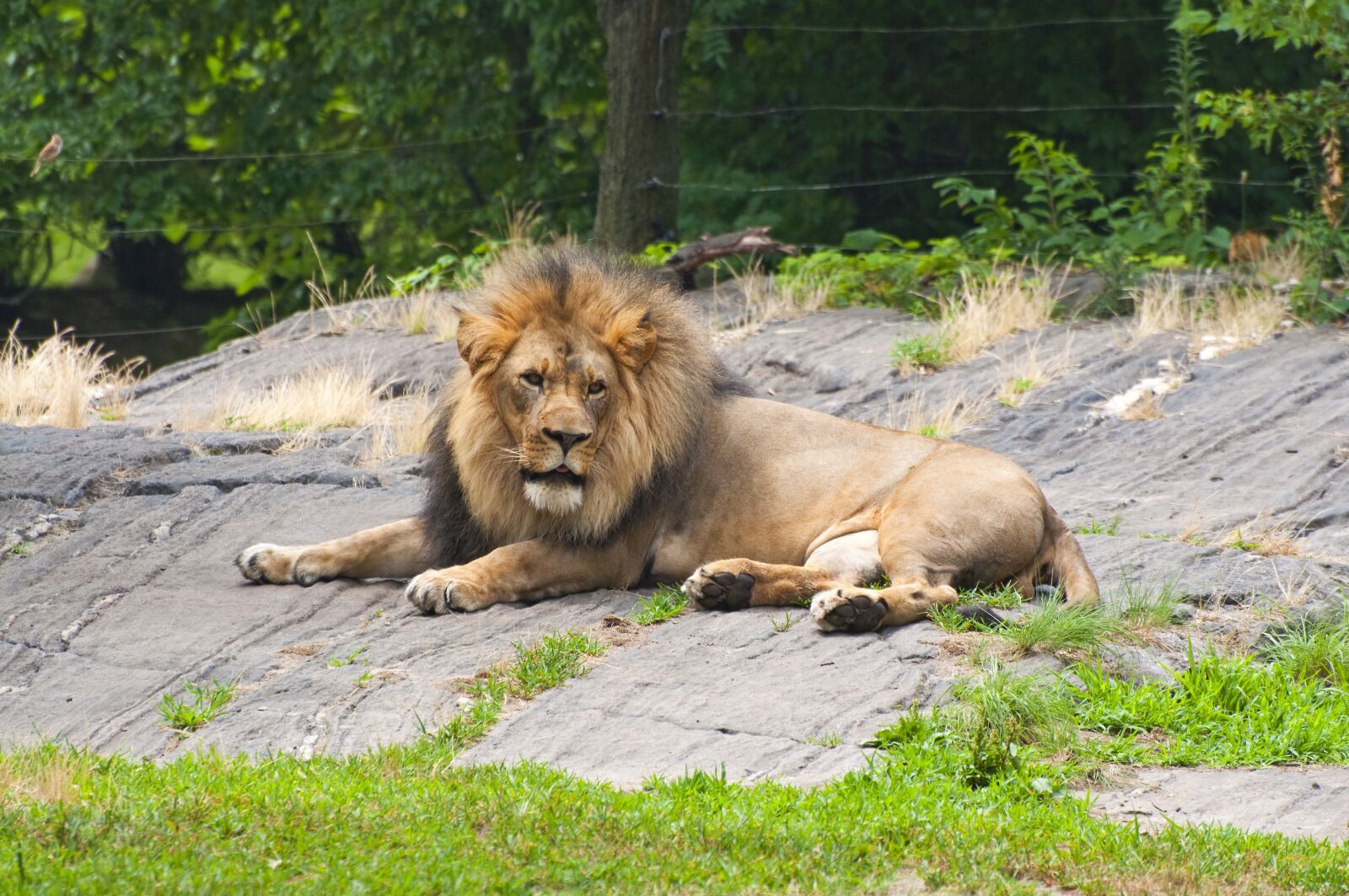 Nikon D90 sample photo. Lion, animals, zoo photography