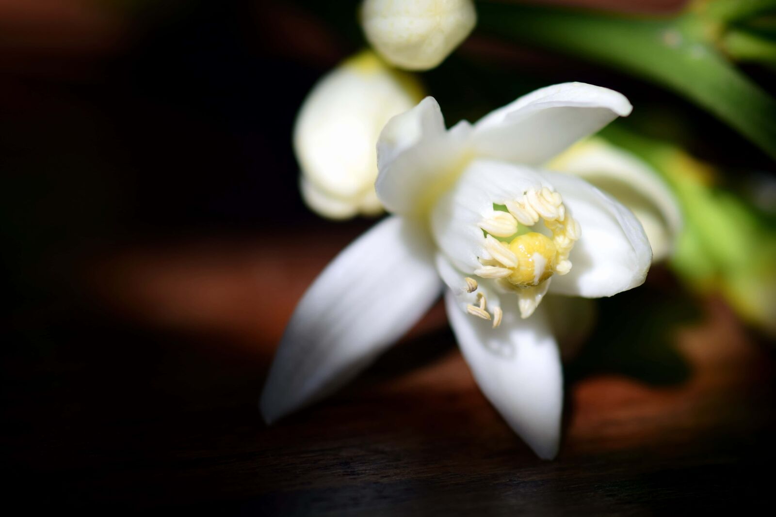 Nikon D3300 sample photo. Flora, flower, leaf, nature photography