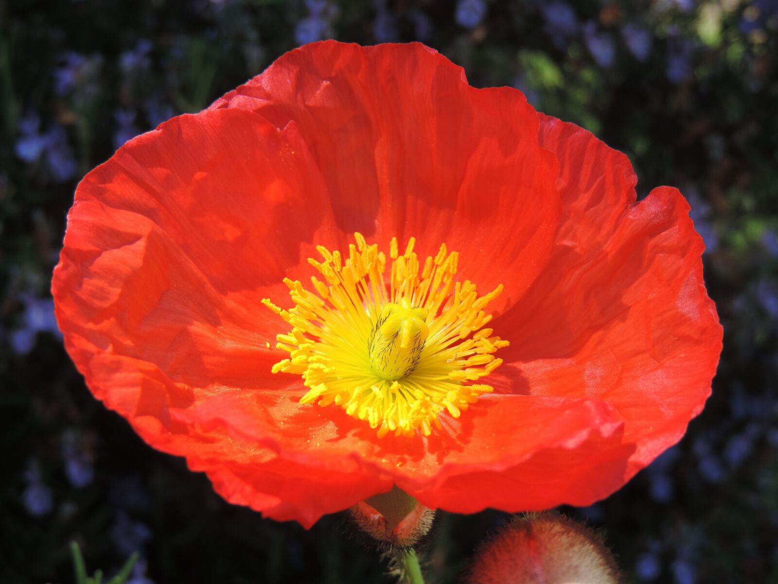 Nikon Coolpix P520 sample photo. Puppy flower, red, spring photography