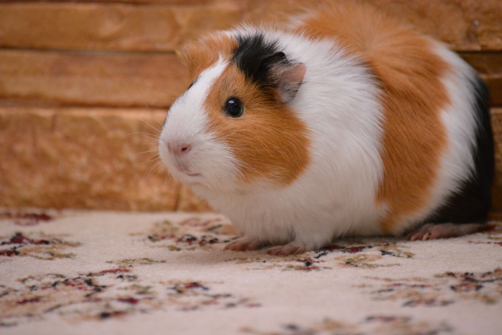 Nikon D5200 sample photo. Piggy, guinea pig, pet photography