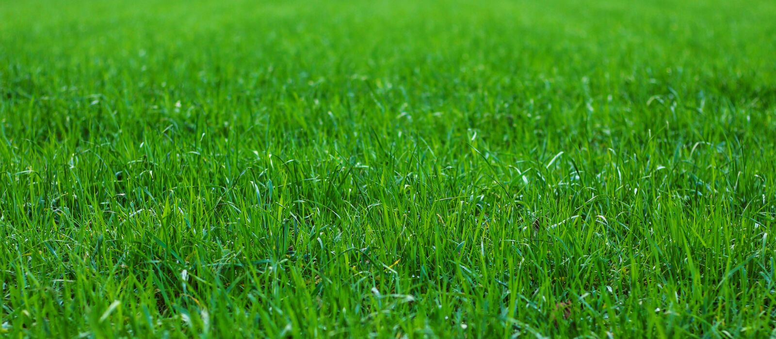 Canon EF 50mm F1.8 STM sample photo. Grass, meadow, rush photography