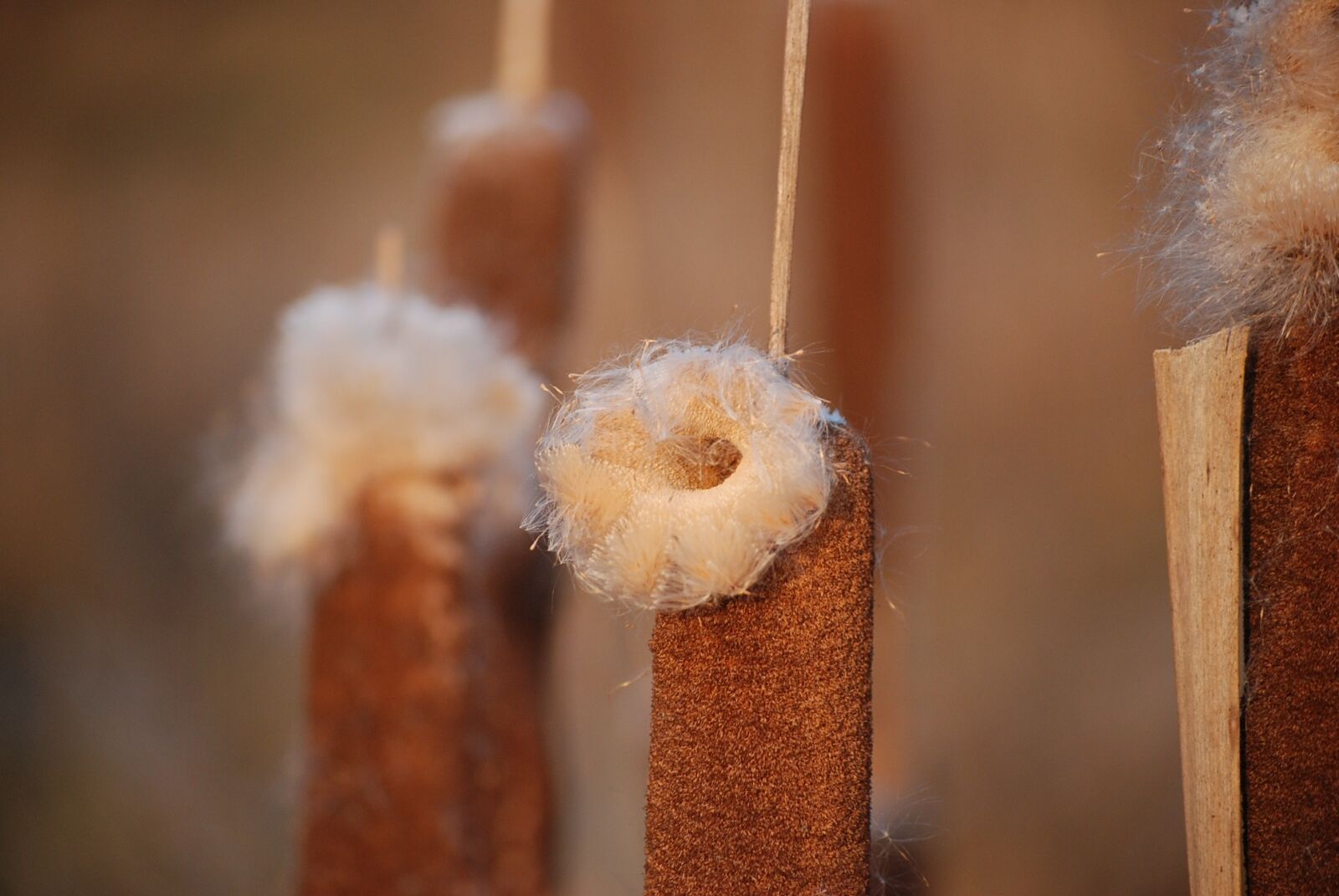 Nikon D80 sample photo. Typha, reeds, lake photography