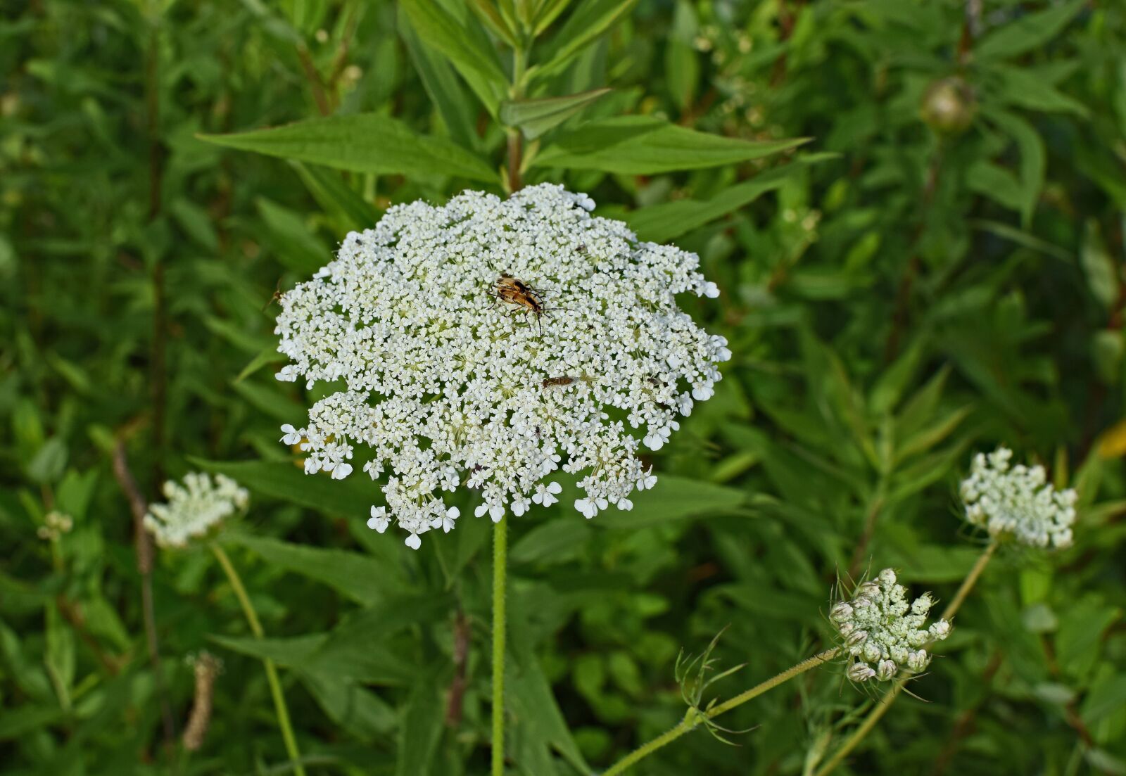 Nikon D3300 sample photo. Queen anne's lace with photography