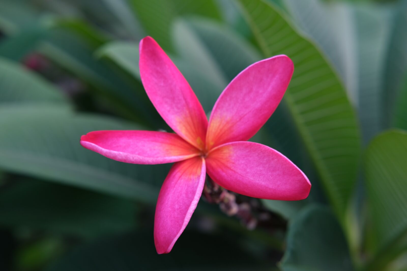Fujifilm X-T30 sample photo. Flower, pink flower, bloom photography
