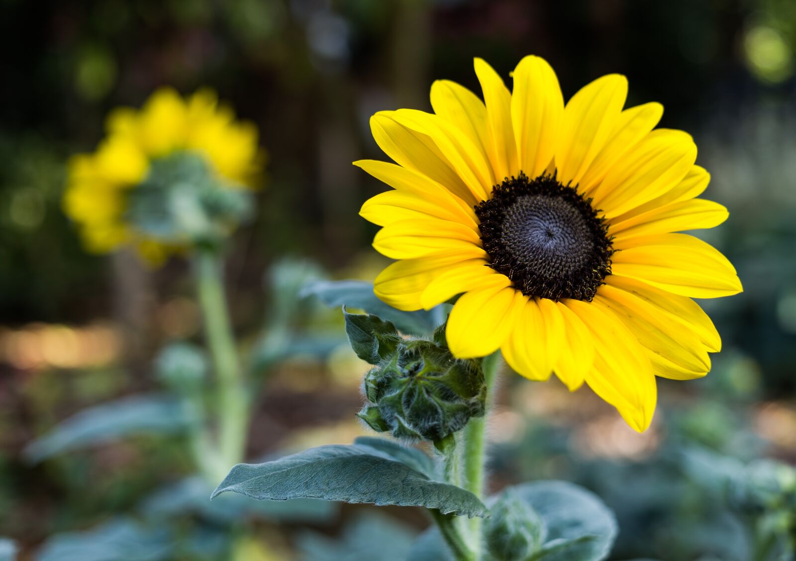 Canon EF 40mm F2.8 STM sample photo. Sunflower, flower, yellow photography