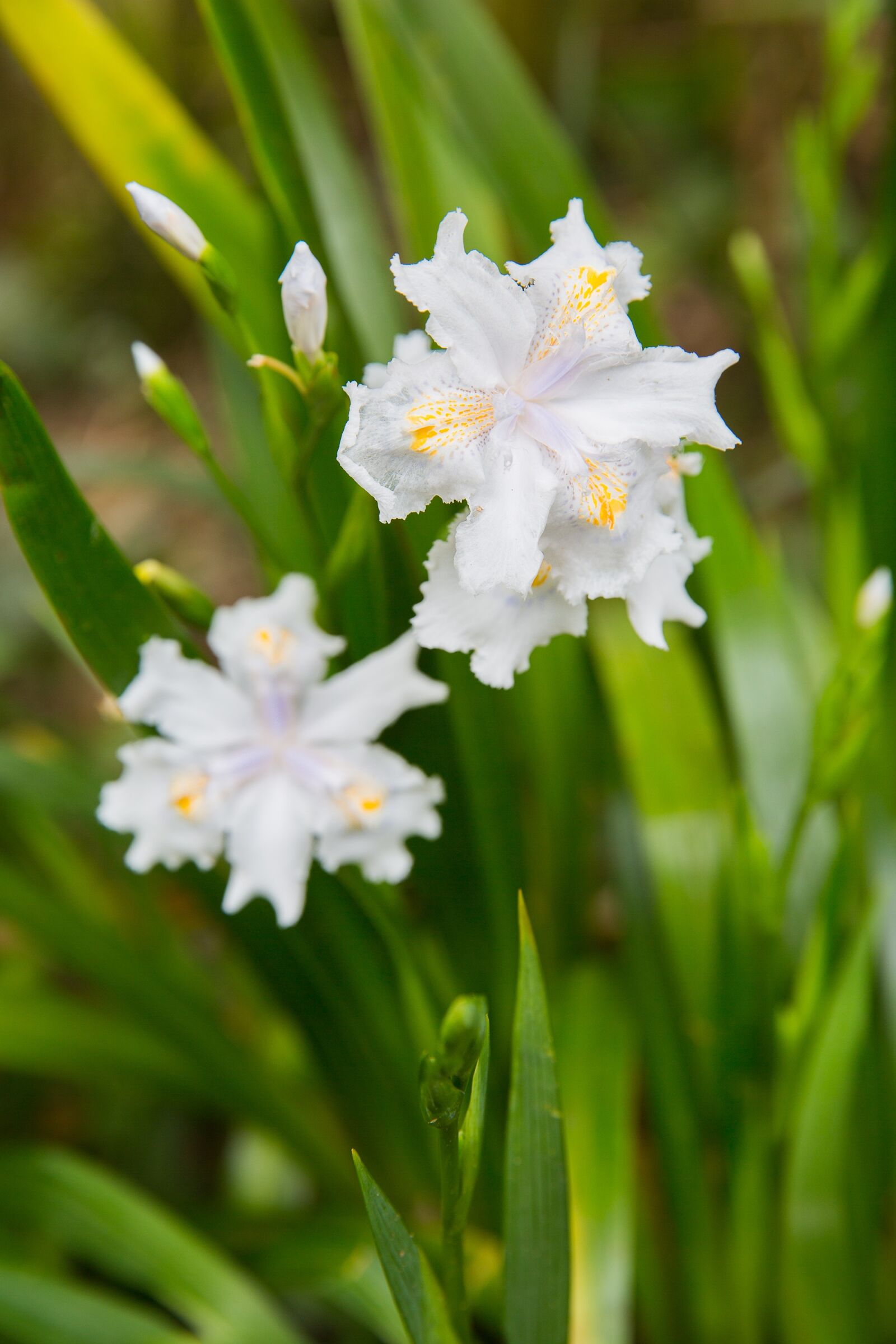 Canon EF 24-70mm F2.8L II USM sample photo. Nature, plant, flower photography