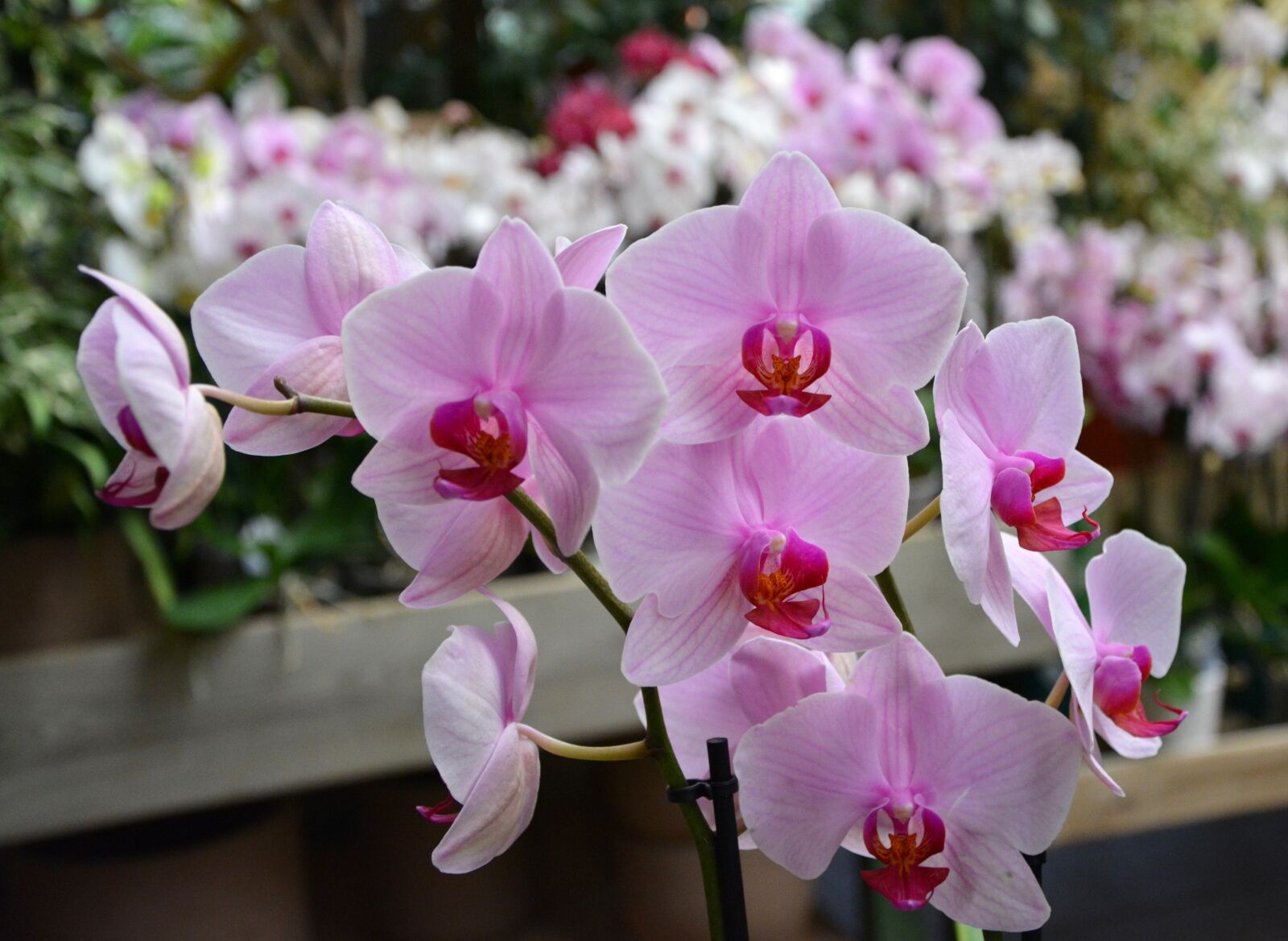 Nikon D5200 sample photo. Flowers, pink orchids, decoration photography