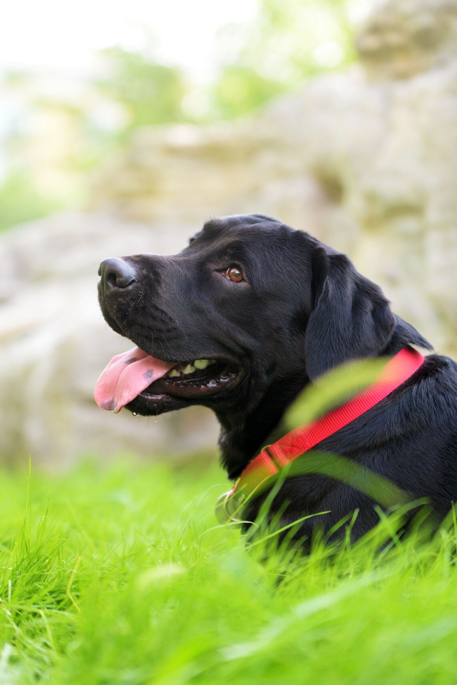 Nikon D610 sample photo. Outdoor, grass, young photography