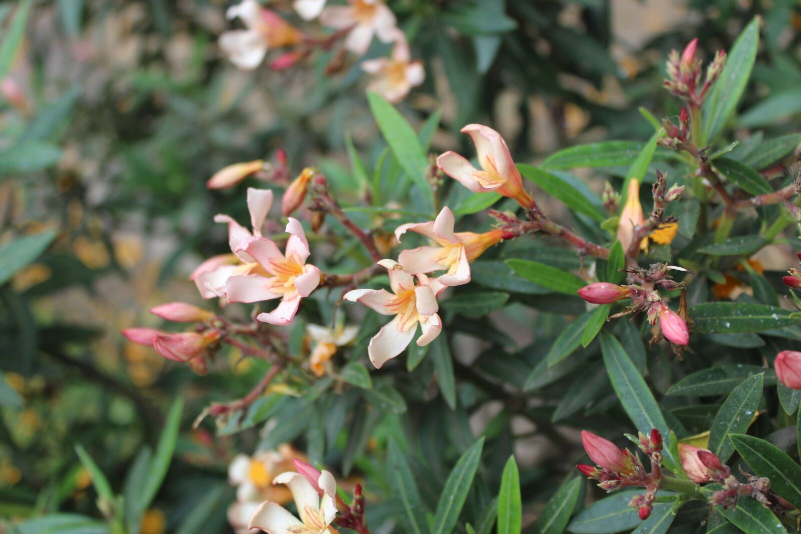 Canon EOS 1200D (EOS Rebel T5 / EOS Kiss X70 / EOS Hi) sample photo. Flower, nature, plant photography