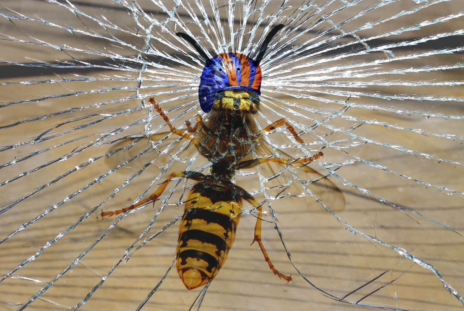 Nikon D60 sample photo. Wasp, helm, fracture photography