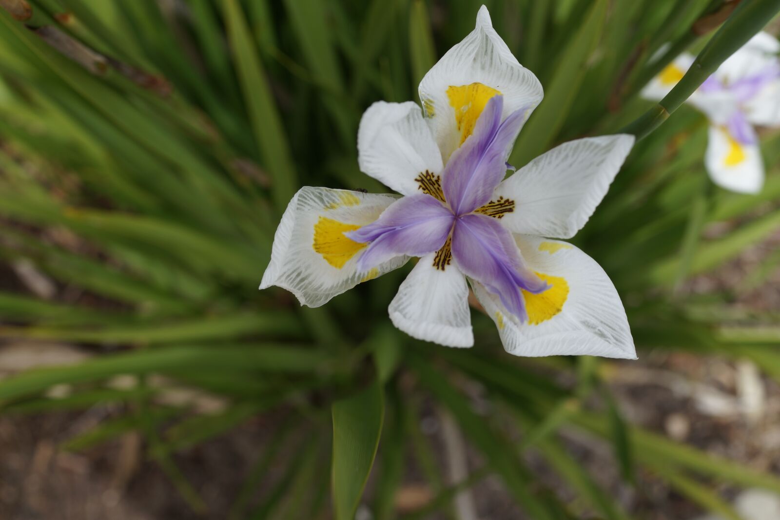 Sony Cyber-shot DSC-RX1R sample photo. Mitsubishi flower, tri-petals, blooming photography