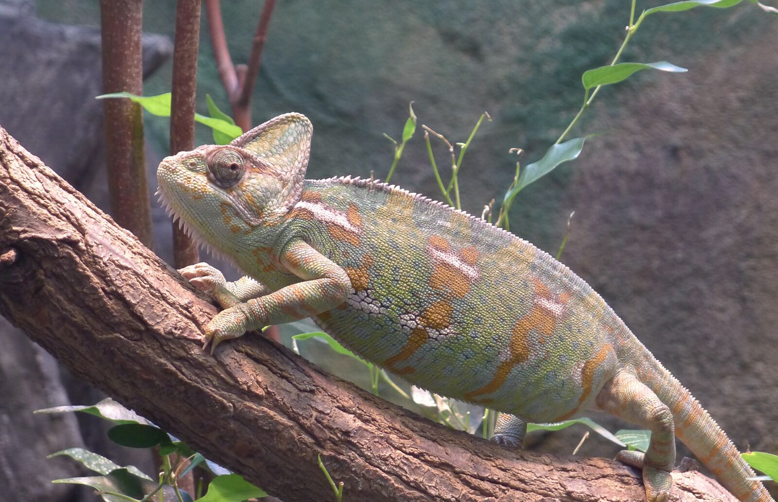 Panasonic Lumix DMC-LX5 sample photo. Chameleon, reptile, color photography
