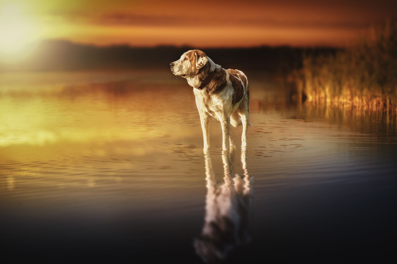 Nikon D7200 sample photo. Dog, sunset, waters photography