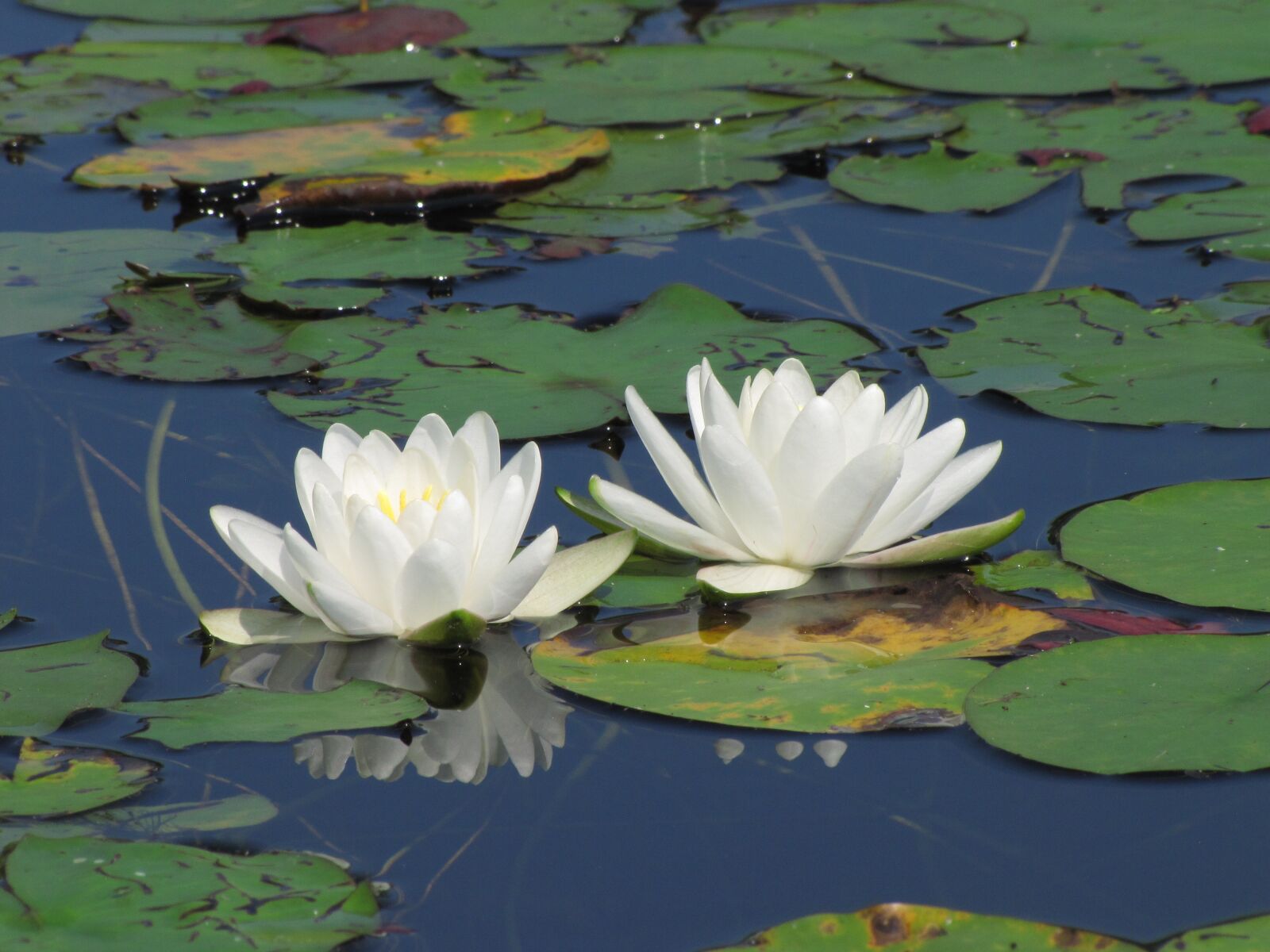 Canon PowerShot SX20 IS sample photo. Water lily, white, lily photography