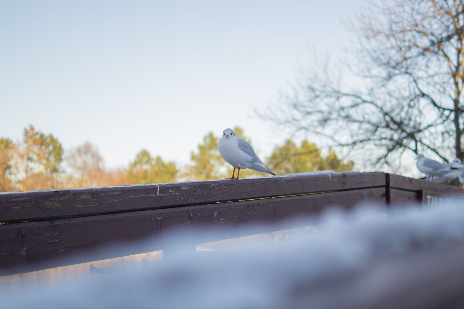 Sony DT 35mm F1.8 SAM sample photo. White, and, gray, bird photography