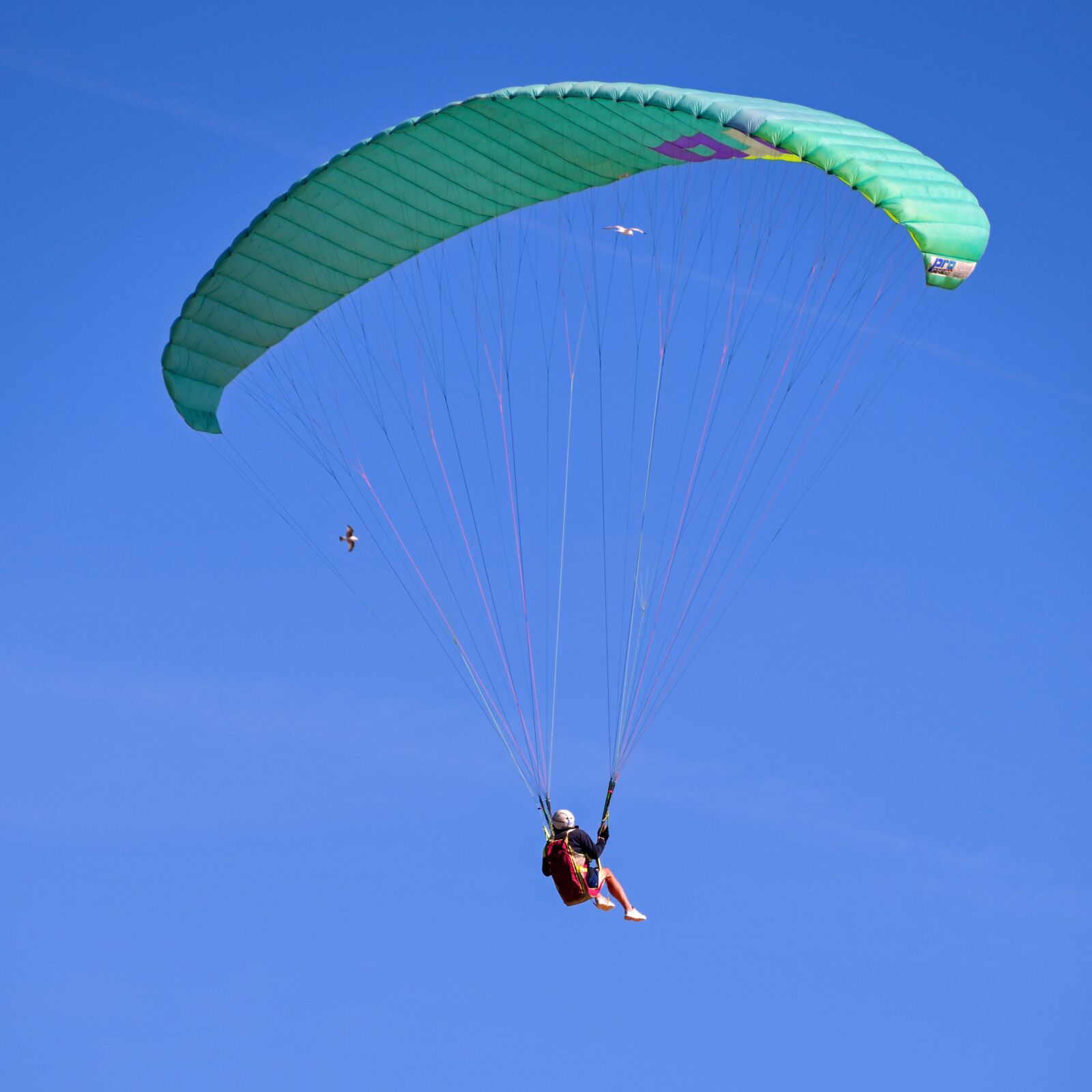 Nikon D500 sample photo. Paragliding, fly, sport photography
