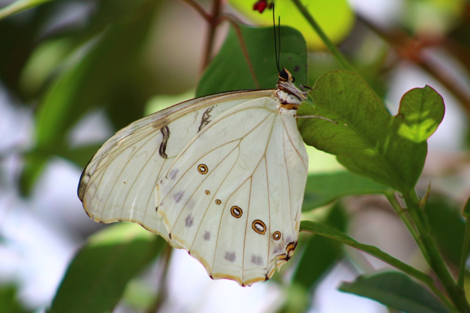 Canon EOS 1200D (EOS Rebel T5 / EOS Kiss X70 / EOS Hi) sample photo. Insect, nature, butterfly photography
