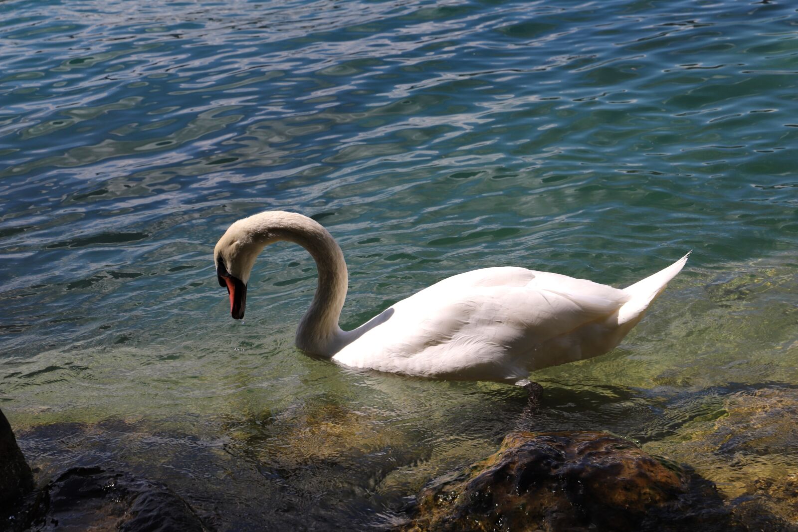 Canon EOS 6D Mark II + Canon EF 24-105mm F3.5-5.6 IS STM sample photo. Swan, lake, water photography