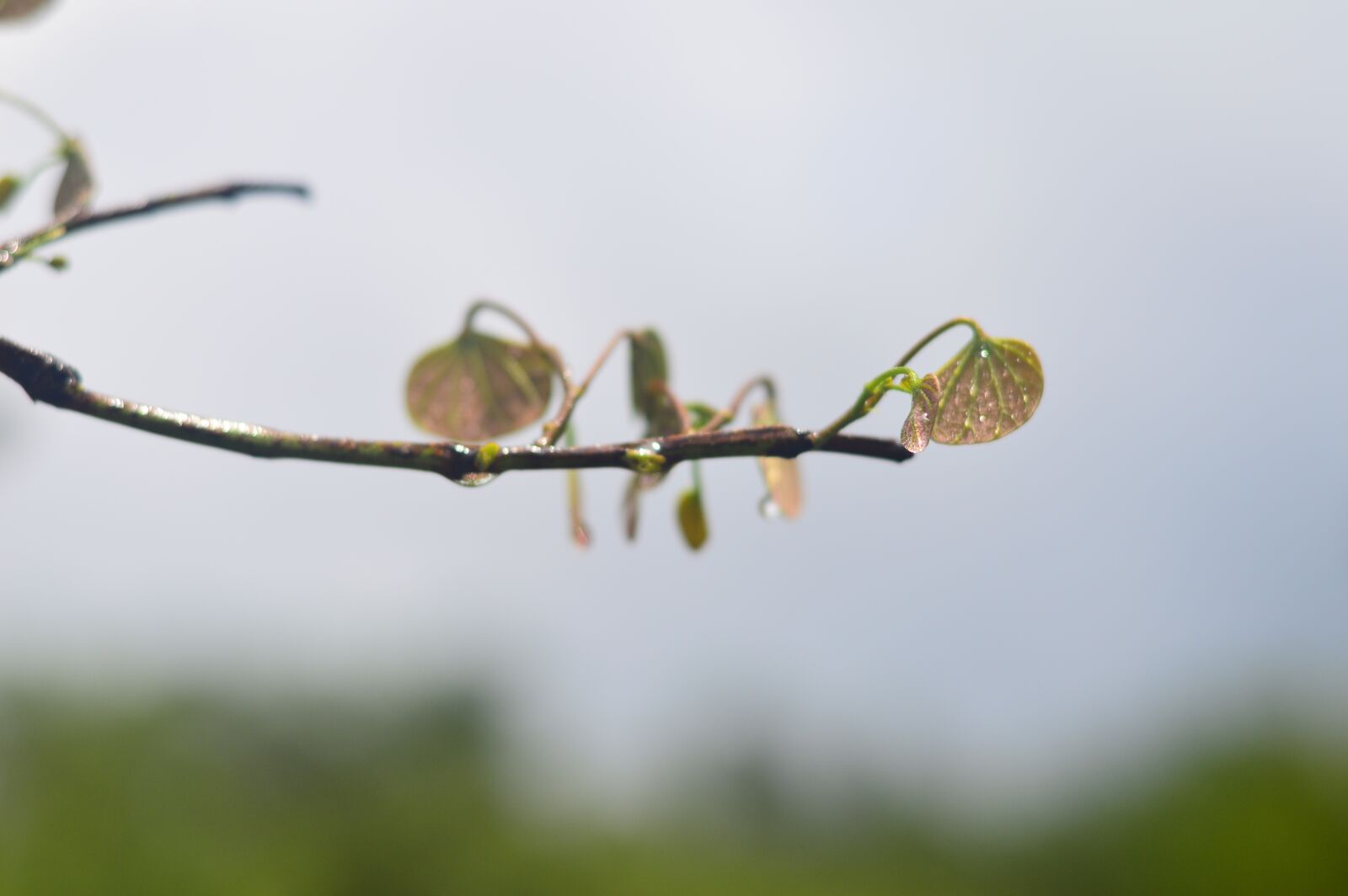 Nikon D3200 sample photo. Xi, wang, shu photography