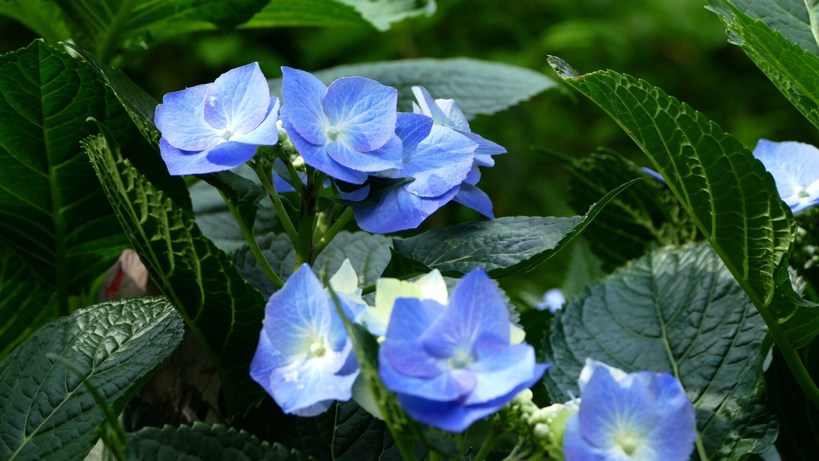 Panasonic Lumix DMC-FZ1000 sample photo. Hydrangea, flower, plant photography