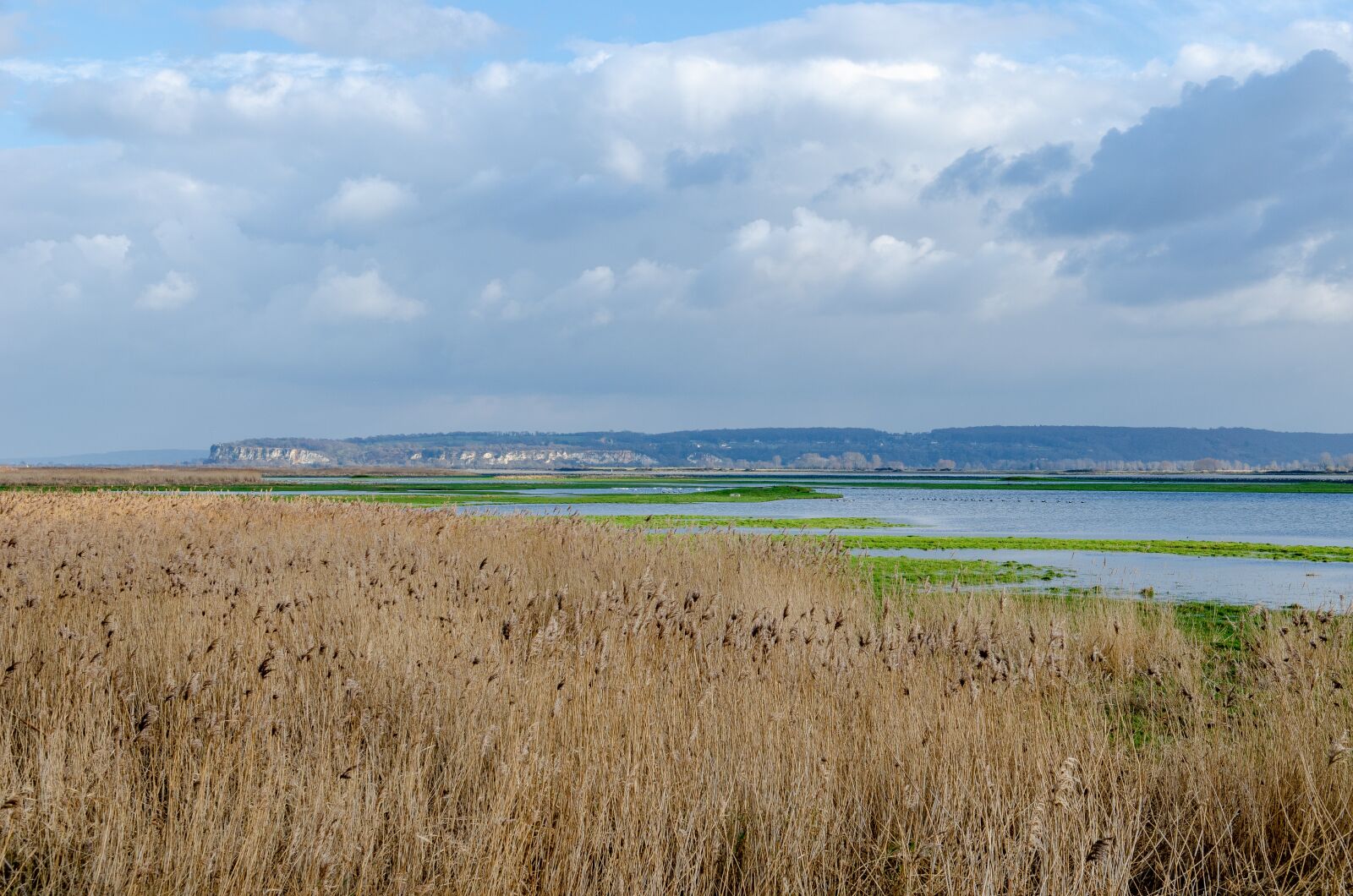Nikon D7000 sample photo. France, landscape, reed bed photography