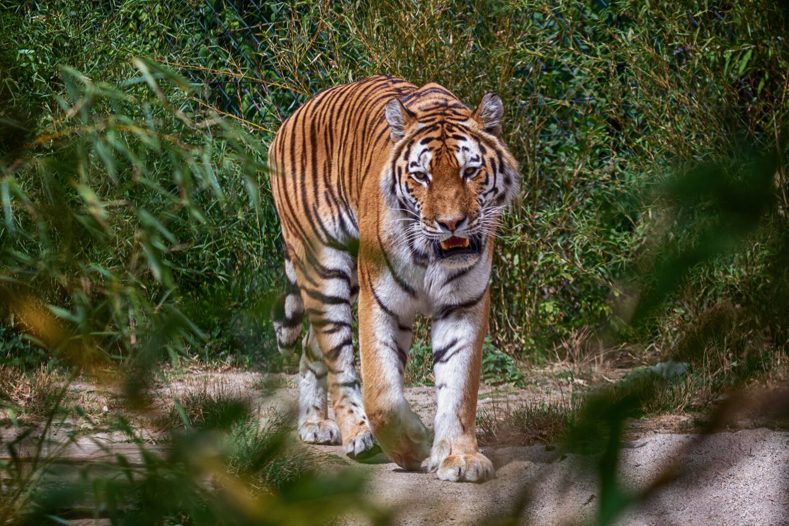 Canon EF 70-300 F4-5.6 IS II USM sample photo. Tiger, zoo, big cat photography