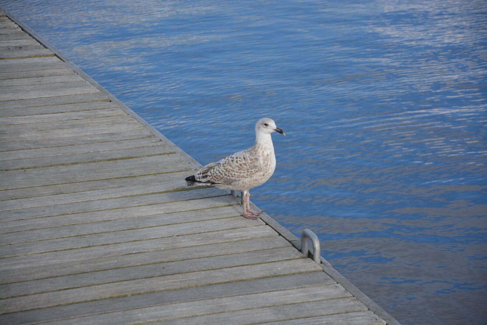 Nikon D5200 sample photo. Seabird, sea, beach photography