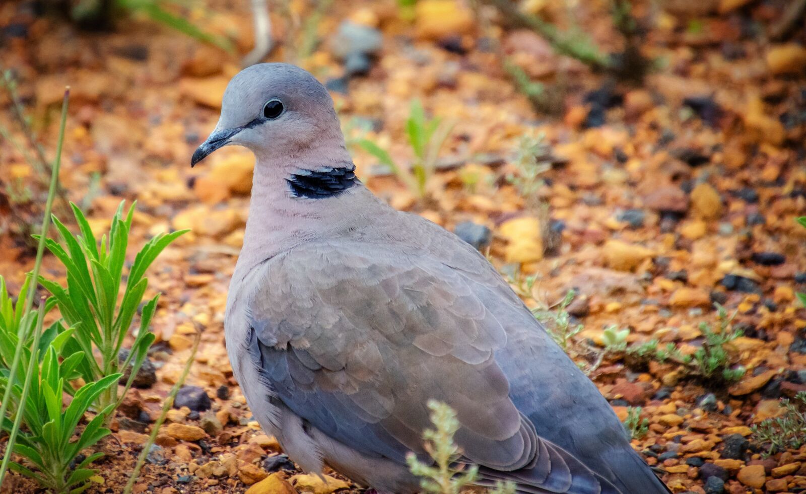 Nikon D7000 sample photo. Dove, collared dove, african photography