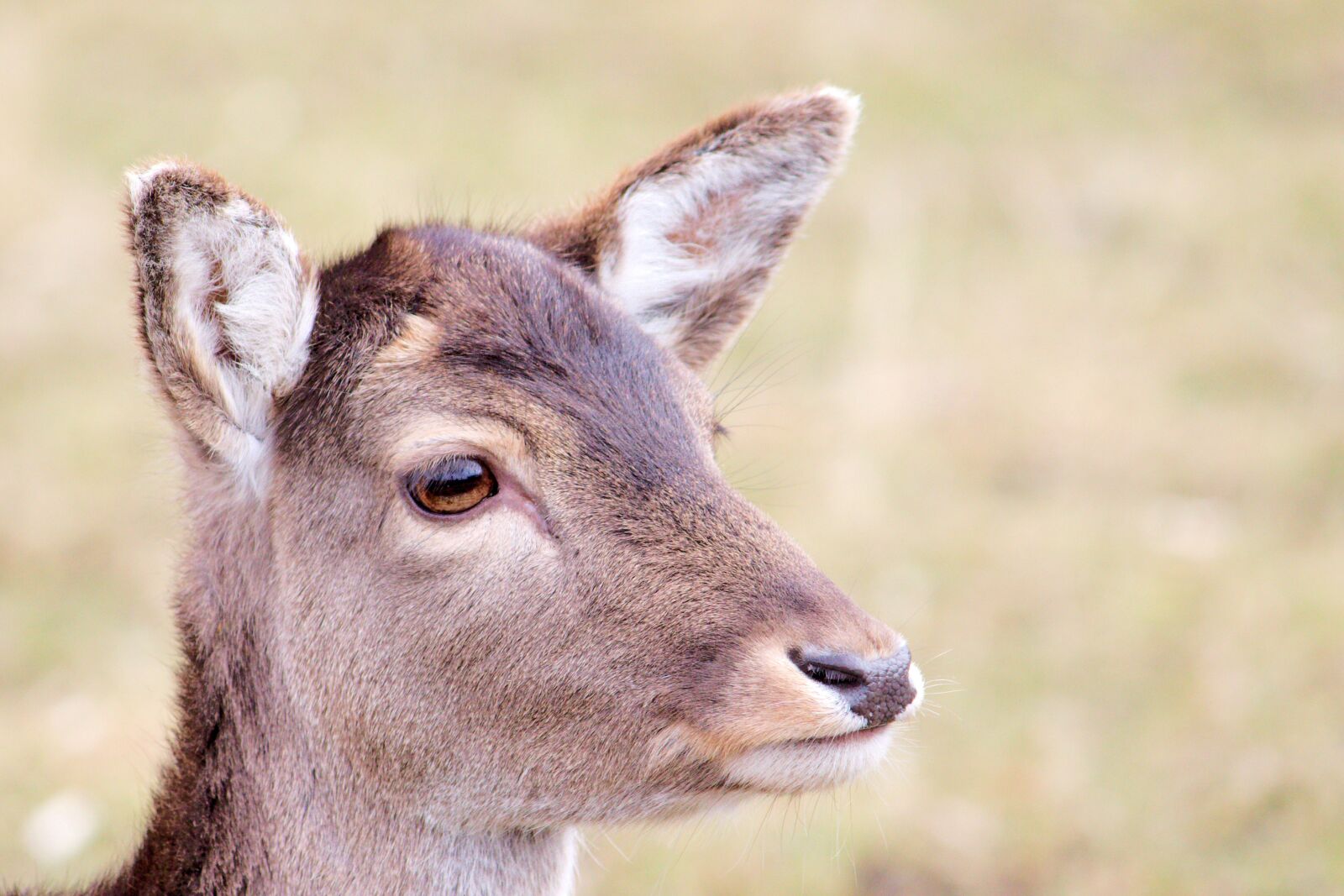 Canon EOS 600D (Rebel EOS T3i / EOS Kiss X5) sample photo. Roe deer, fallow deer photography