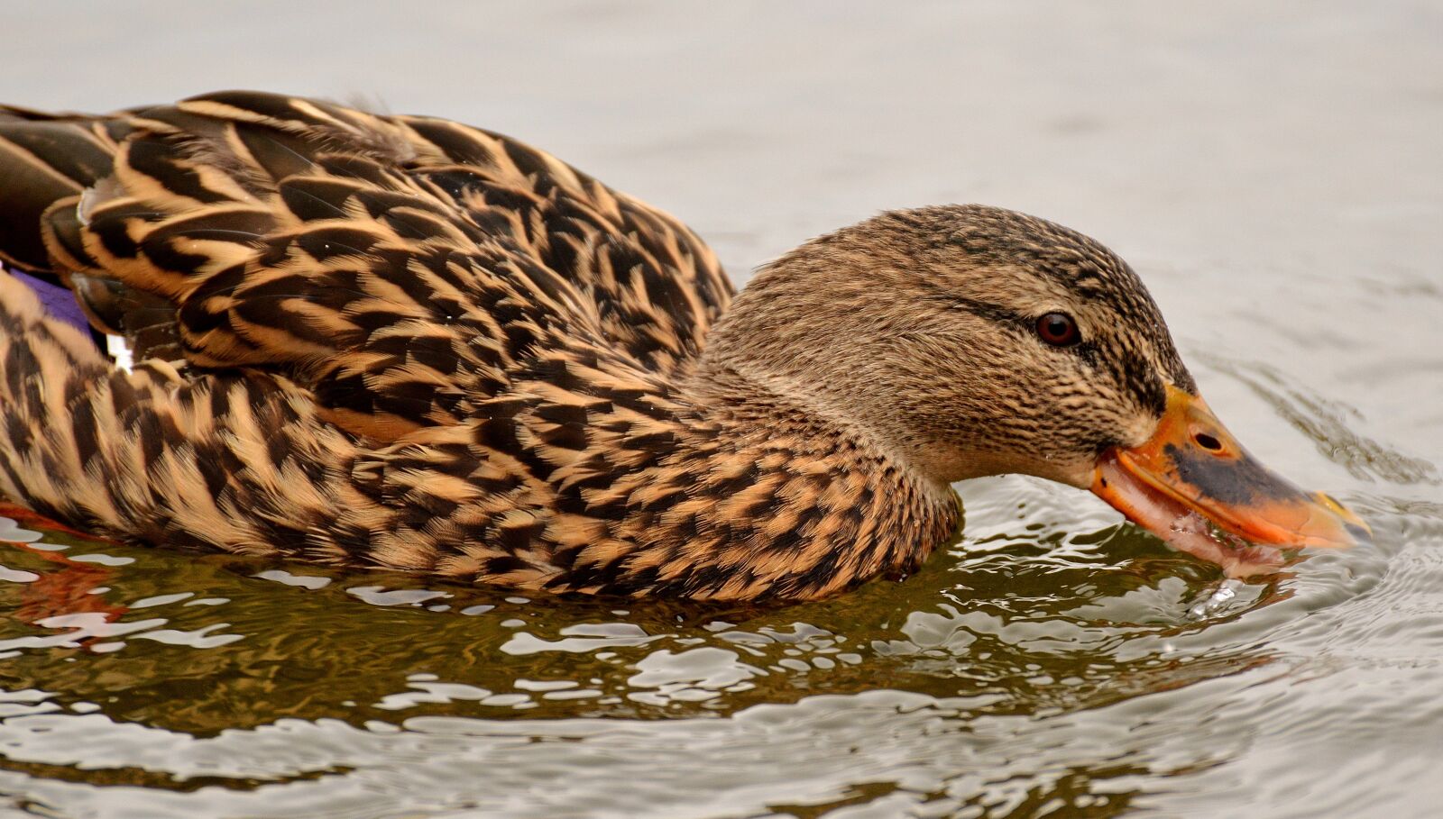 Nikon D3200 sample photo. Mallard, water bird, bird photography
