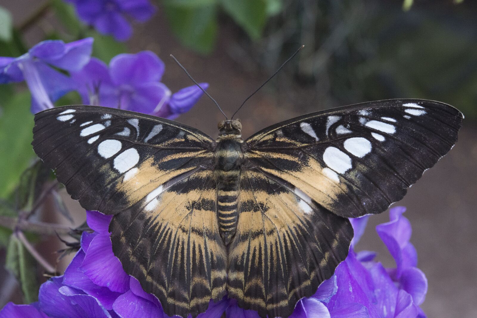 Nikon D800 sample photo. Butterfly, wings, nature photography